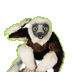 Zoboomafoo With The Kratt Brother